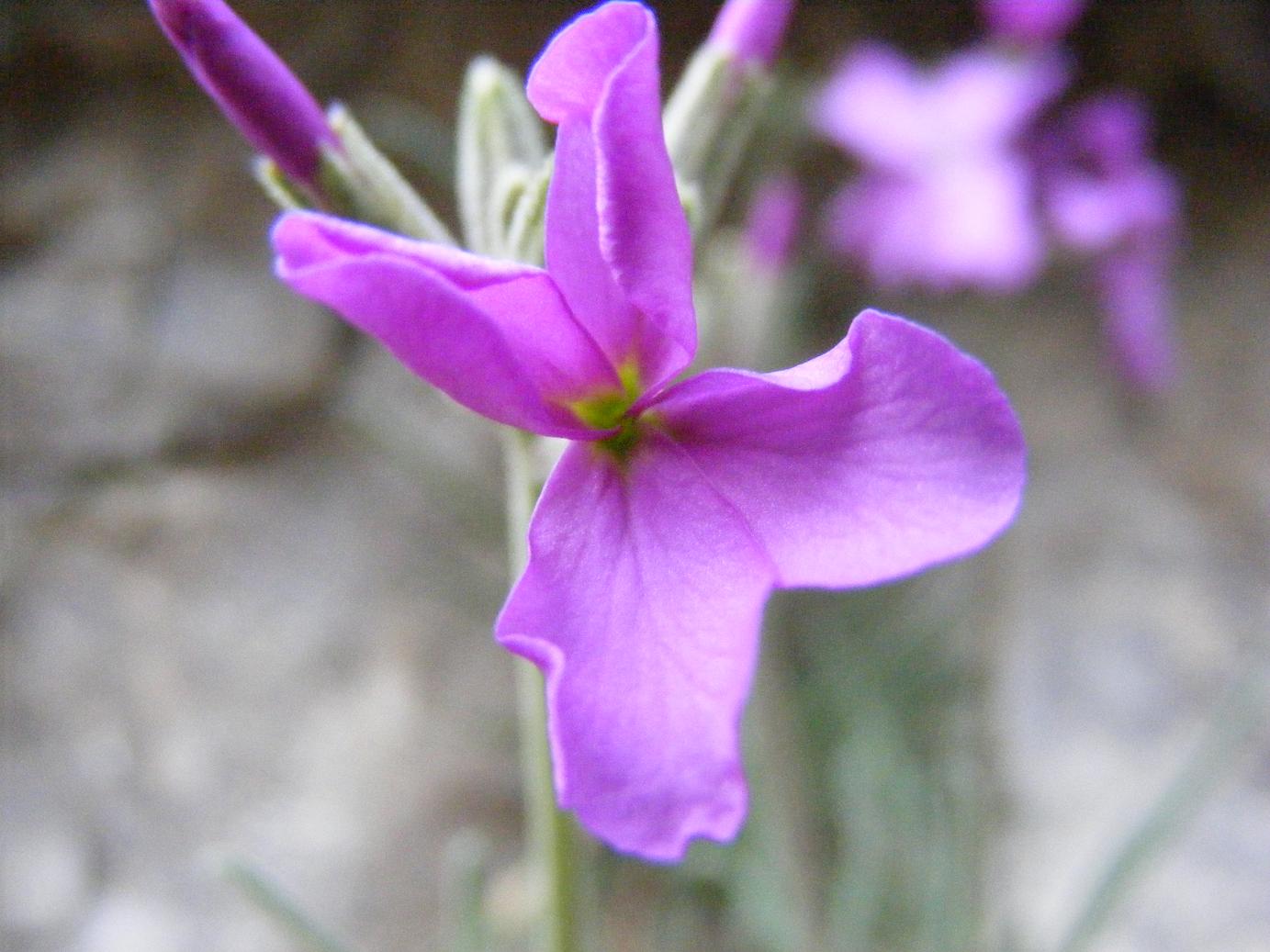 Matthiola fruticulosa subsp. valesiaca / Violaciocca minore